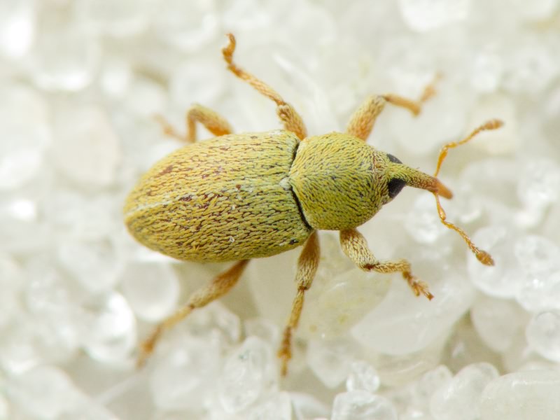 Tychius Germar, 1817